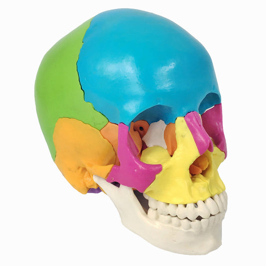 Kraniemodel i 22 dele med farvede knogler