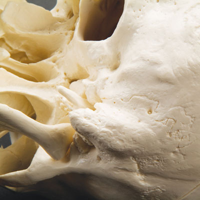 Kraniemodel inkl. bevægelige halshvirvler