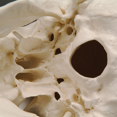 Skull model incl. movable cervical vertebrae