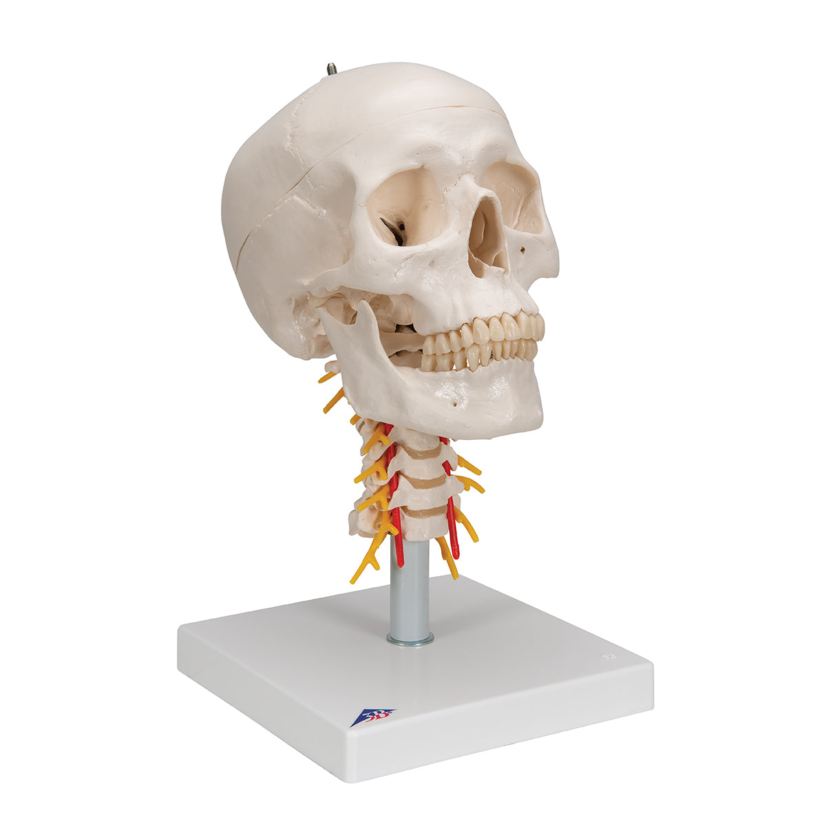 Skull model incl. movable cervical vertebrae