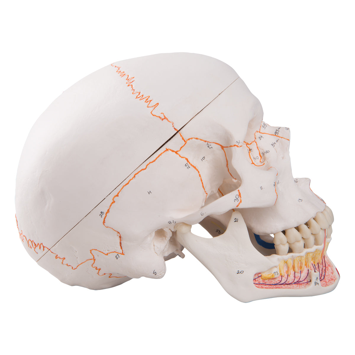 Skull model showing blood vessels and nerves in the lower jaw as well as colored muscle indications. Can be divided into 3