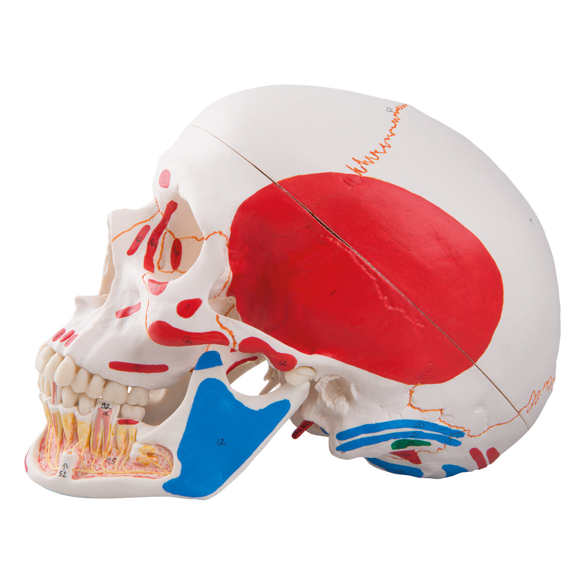 Skull model showing blood vessels and nerves in the lower jaw as well as colored muscle indications. Can be divided into 3