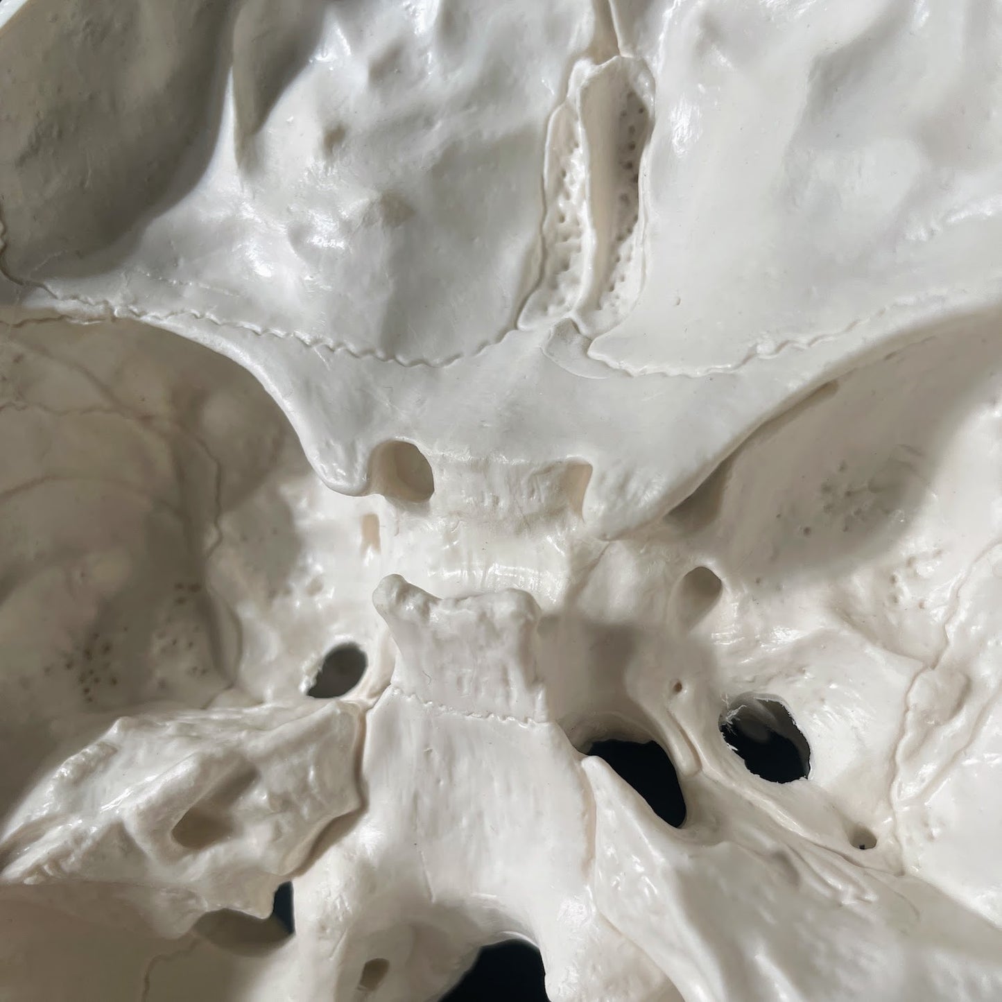 Anatomisk kraniemodel i voksen størrelse II