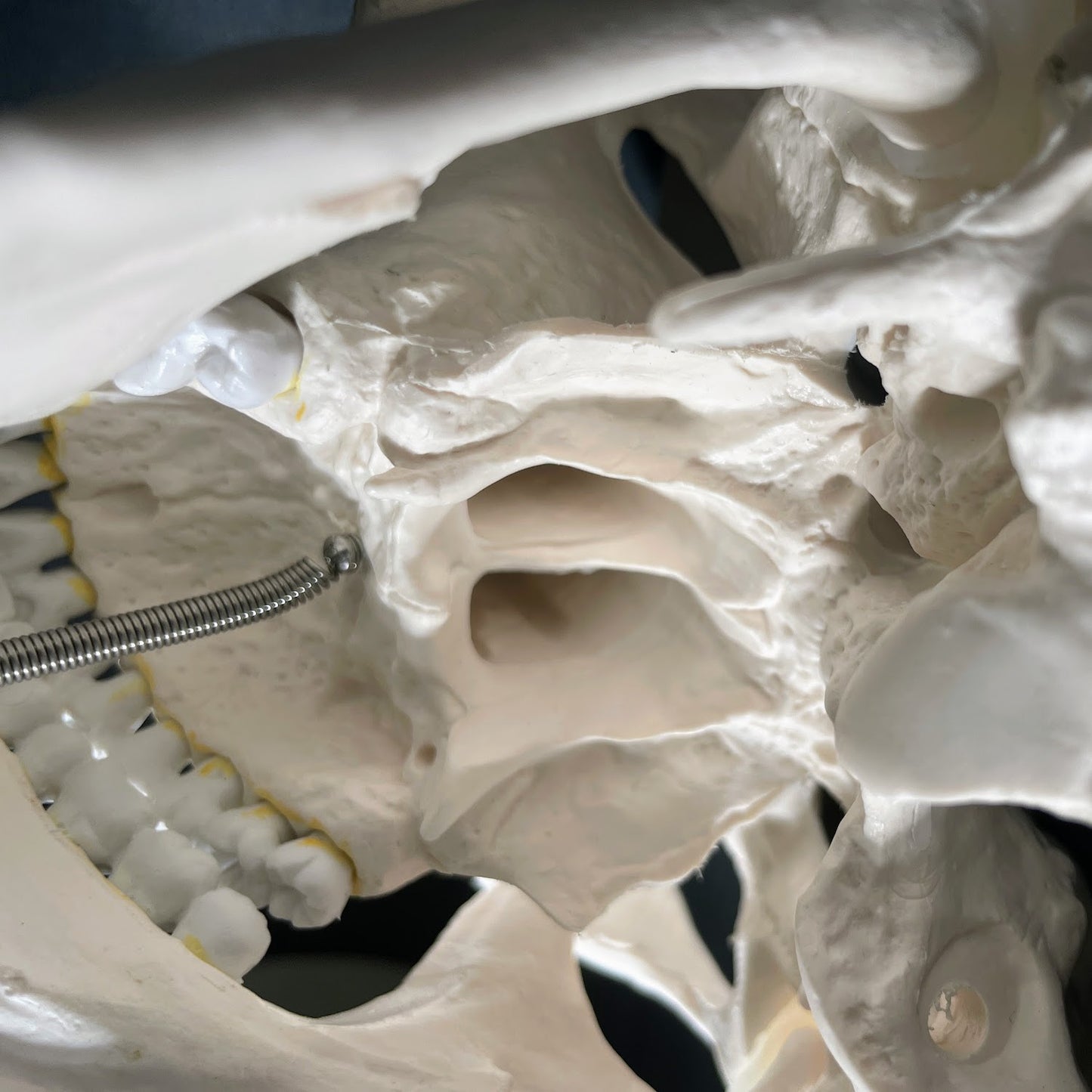 Anatomisk kraniemodel i voksen størrelse II
