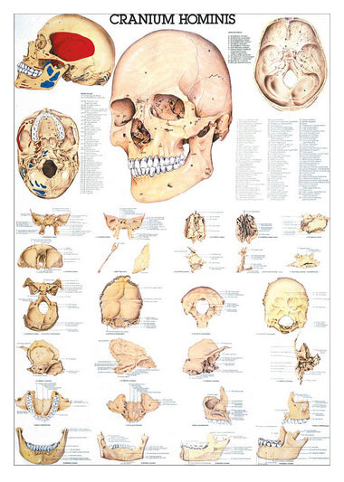 Poster about the individual bones of the skull in Latin and German