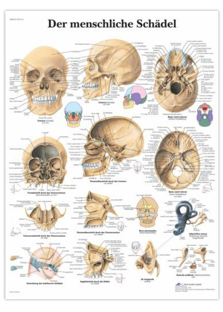 Poster about the anatomy of the skull in Latin (but German title)
