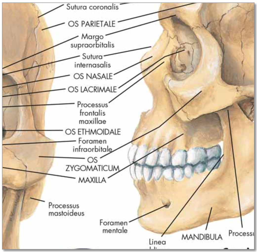 Plakat om kraniets anatomi på latin (men tysk overskrift)