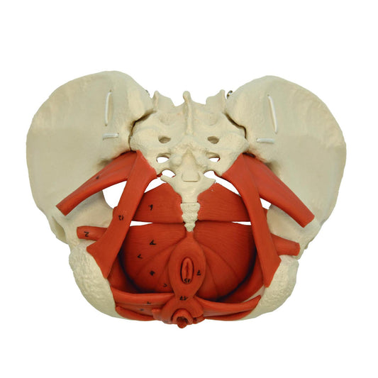 Fleksibel bækkenmodel som viser musklerne i bækkenbunden og relaterede væv hos kvinden