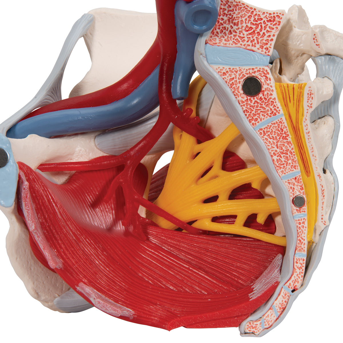 Bækkenmodel der viser bækken-bunden, kønsorganer, ledbånd, nerver og blodkar hos kvinden