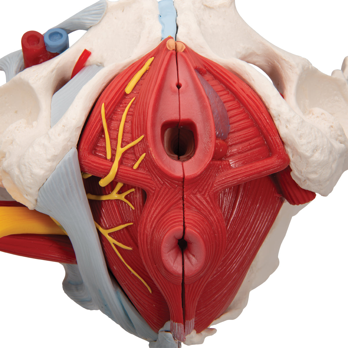 Bækkenmodel der viser bækken-bunden, kønsorganer, ledbånd, nerver og blodkar hos kvinden