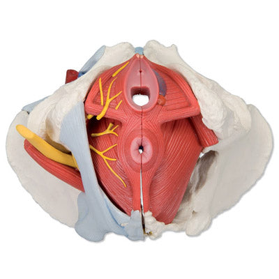 Bäckenmodell som visar bäckenbotten, könsorgan, ligament, nerver och blodkärl hos kvinnan