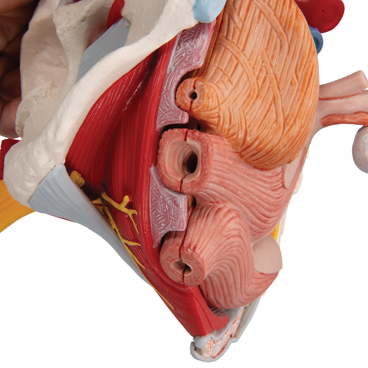 Pelvic model showing the pelvic floor, genitals, ligaments, nerves and blood vessels in the woman