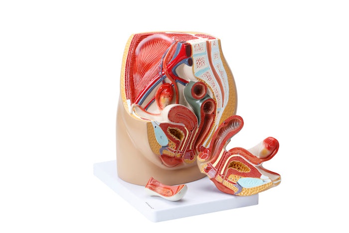 Model of the internal and external genitalia and relationships to other organs/tissues in the woman