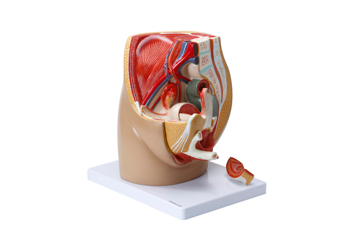 Model of the internal and external genitalia and relationships to other organs/tissues in the woman
