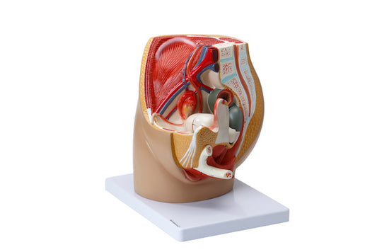 Model of the internal and external genitalia and relationships to other organs/tissues in the woman