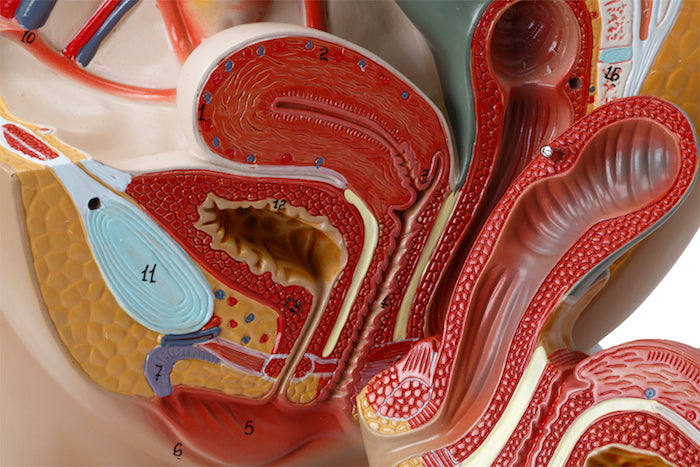 Modell av inre och yttre könsorgan och relationer till andra organ/vävnader hos kvinnan