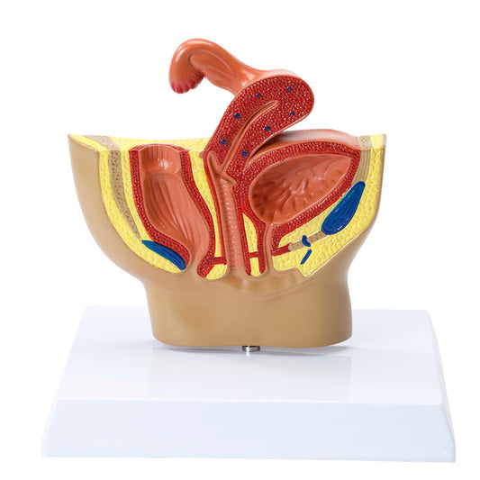 Miniature model of the female internal genitalia seen in a median section