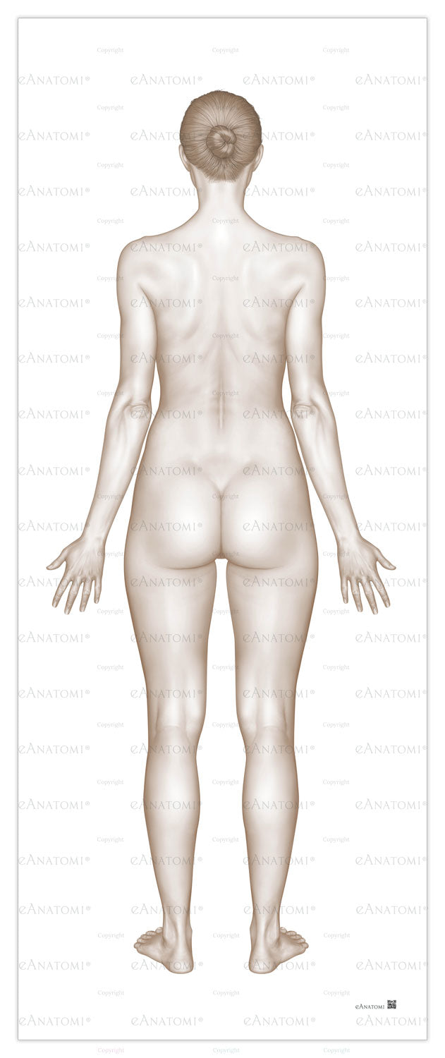 Poster of the female body seen from behind in large format