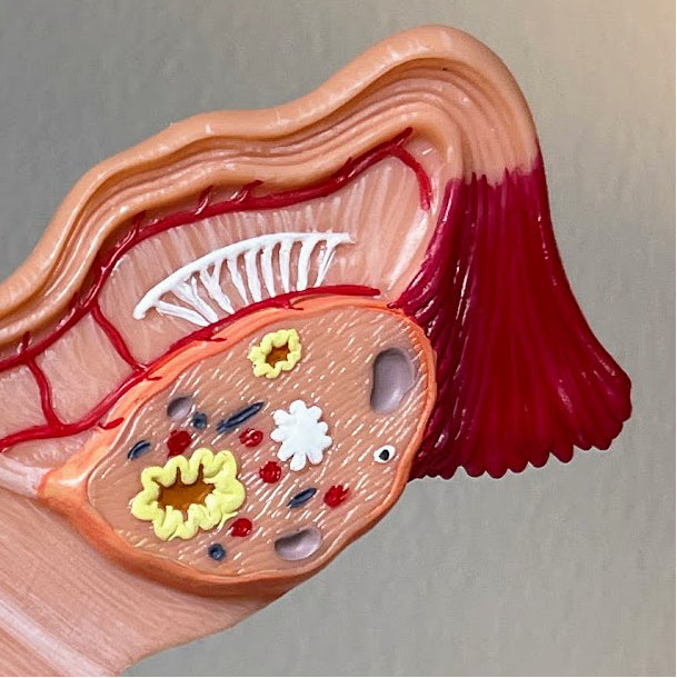 Anatomisk model af kvindens indre kønsorganer