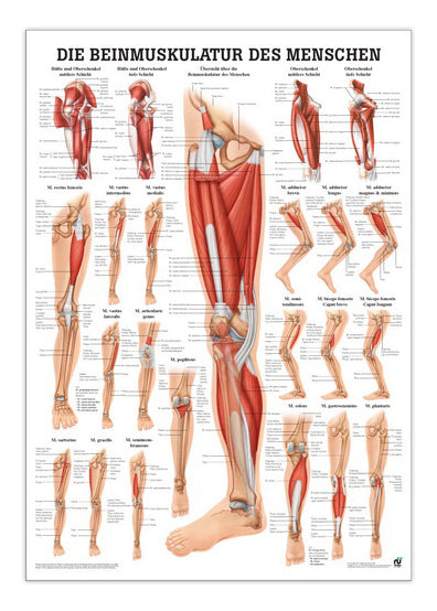 Laminated muscle poster about the muscles of the leg in Latin &amp; German