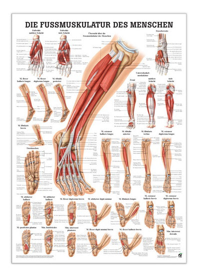 Laminated muscle poster about the muscles of the lower leg and foot in Latin &amp; German