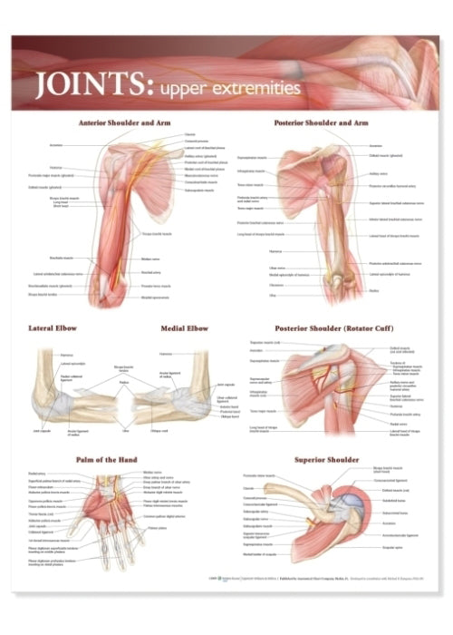 Poster about the joints of the upper extremity in English