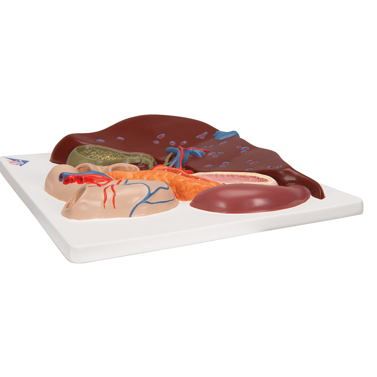 Model af leveren, galdeblæren, galdevejene og relaterede organer