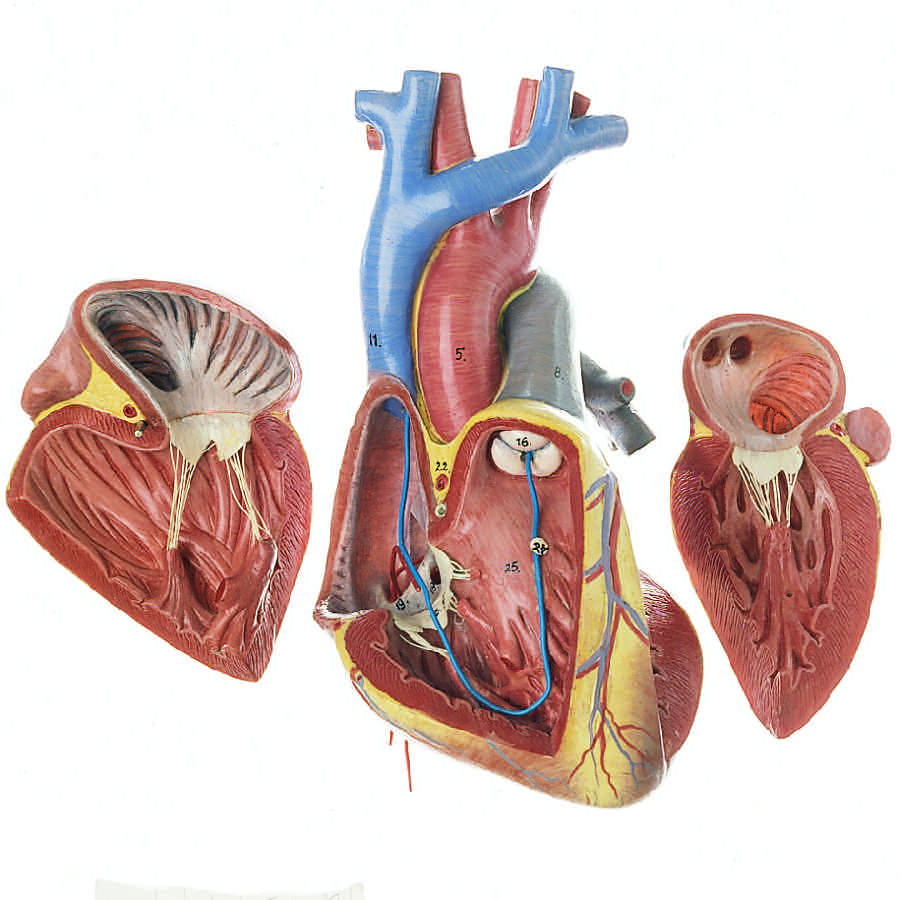 Förstorad hjärtmodell av ett fosterhjärta
