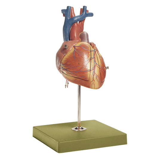 Förstorad hjärtmodell av ett fosterhjärta