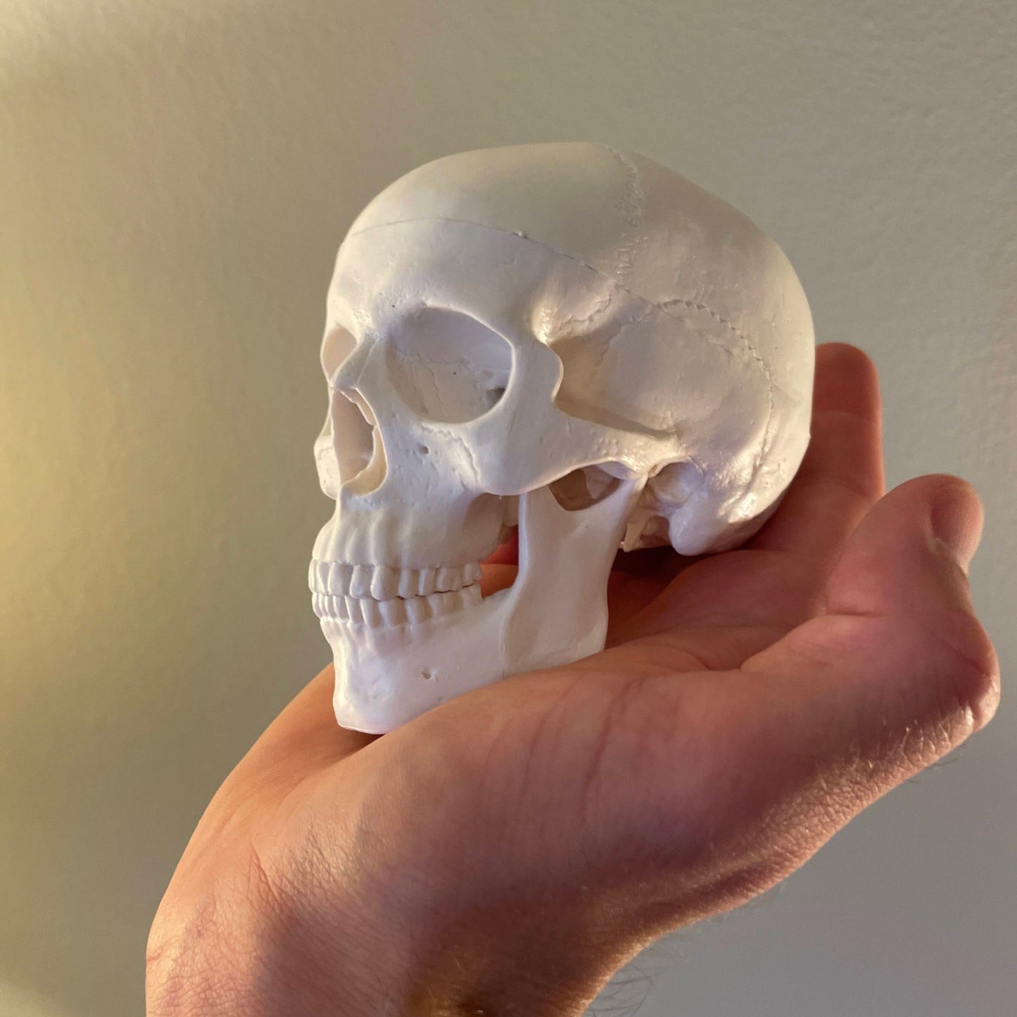 Miniature skull model with nice details