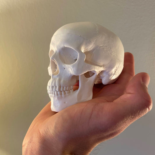 Miniature skull model with nice details