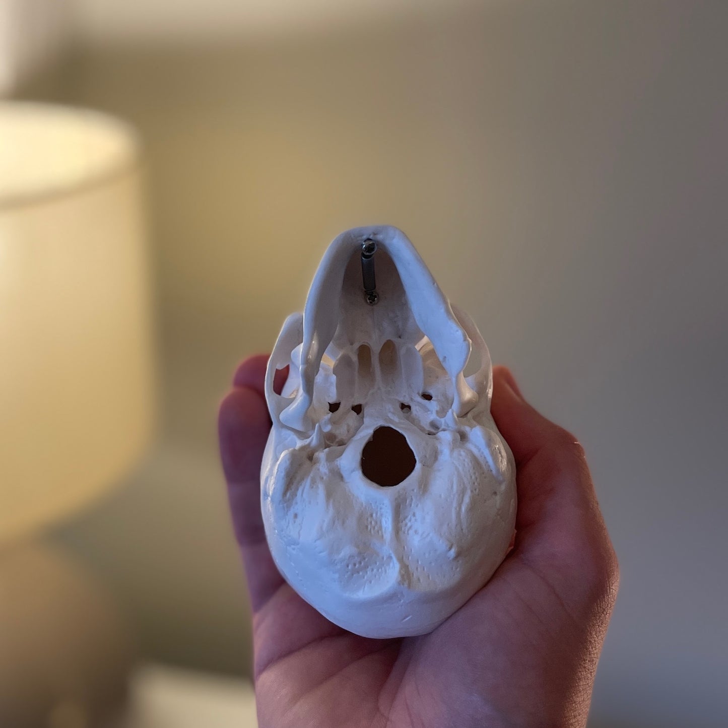 Miniature skull model with nice details