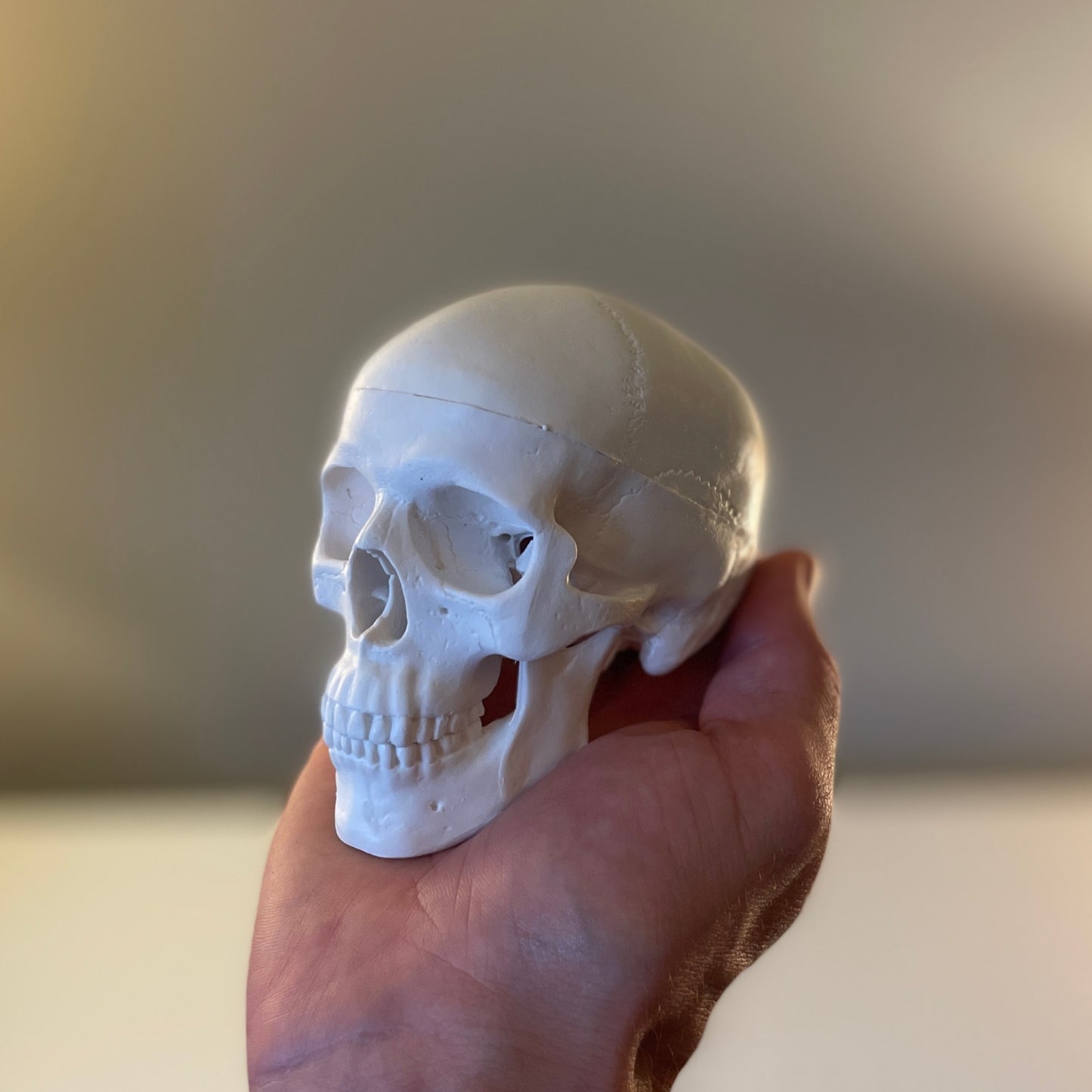 Miniature skull model with nice details