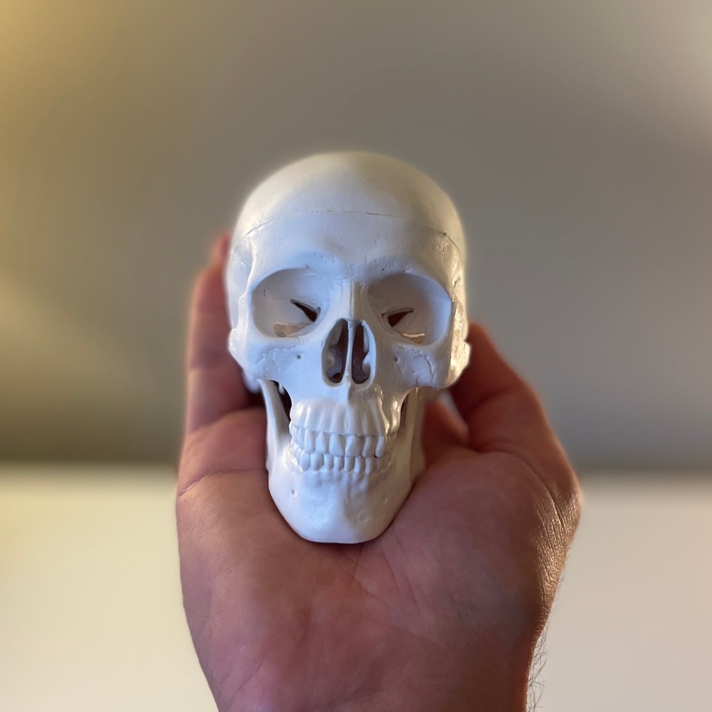 Miniature skull model with nice details