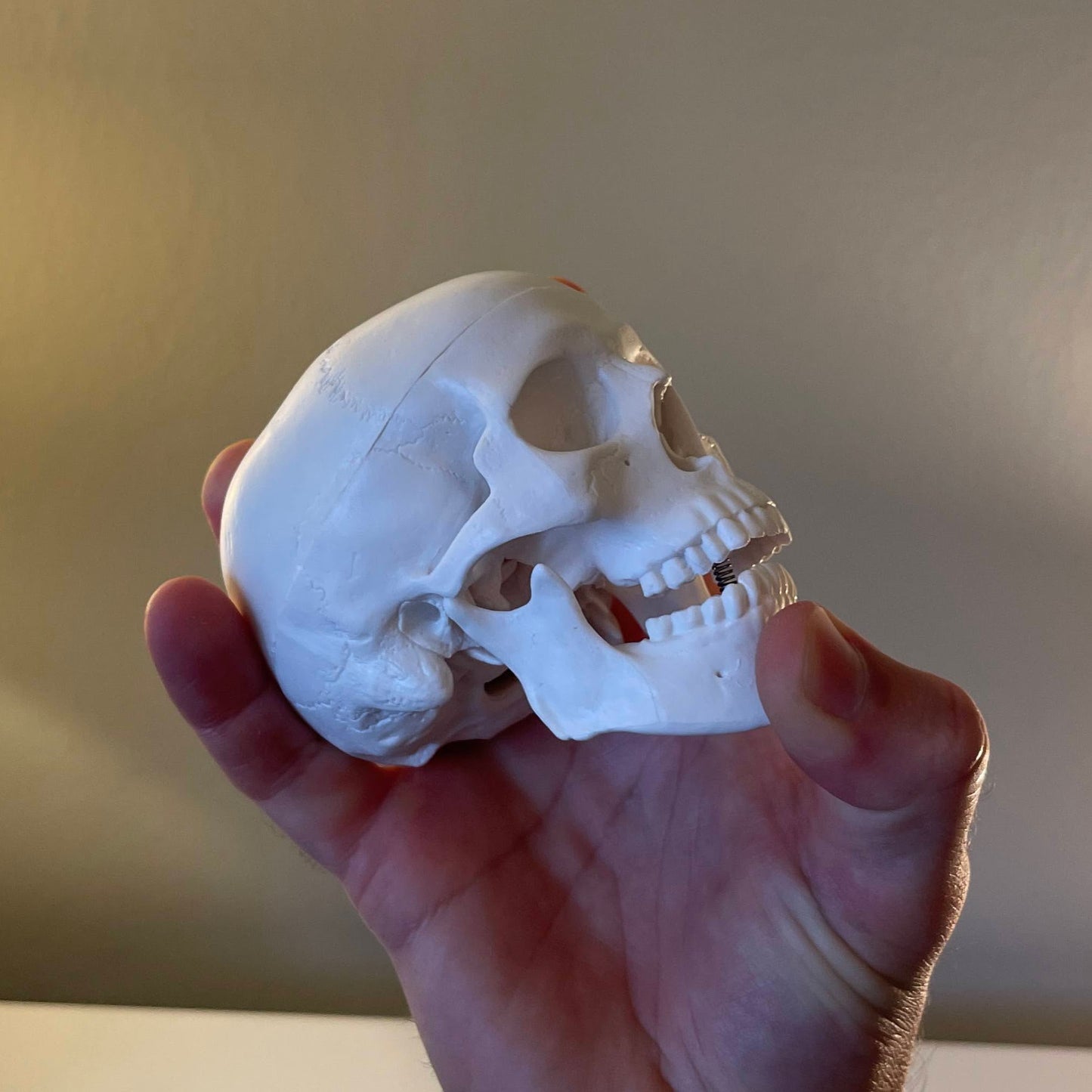 Miniature skull model with nice details