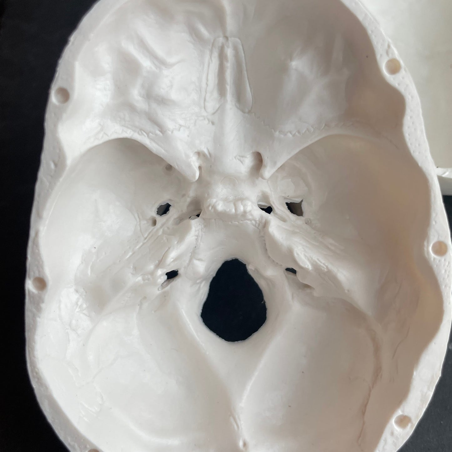 Miniature skull model with nice details