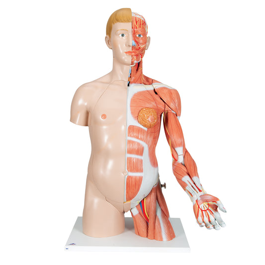 Anatomical muscle torso in 33 parts with interchangeable genitals