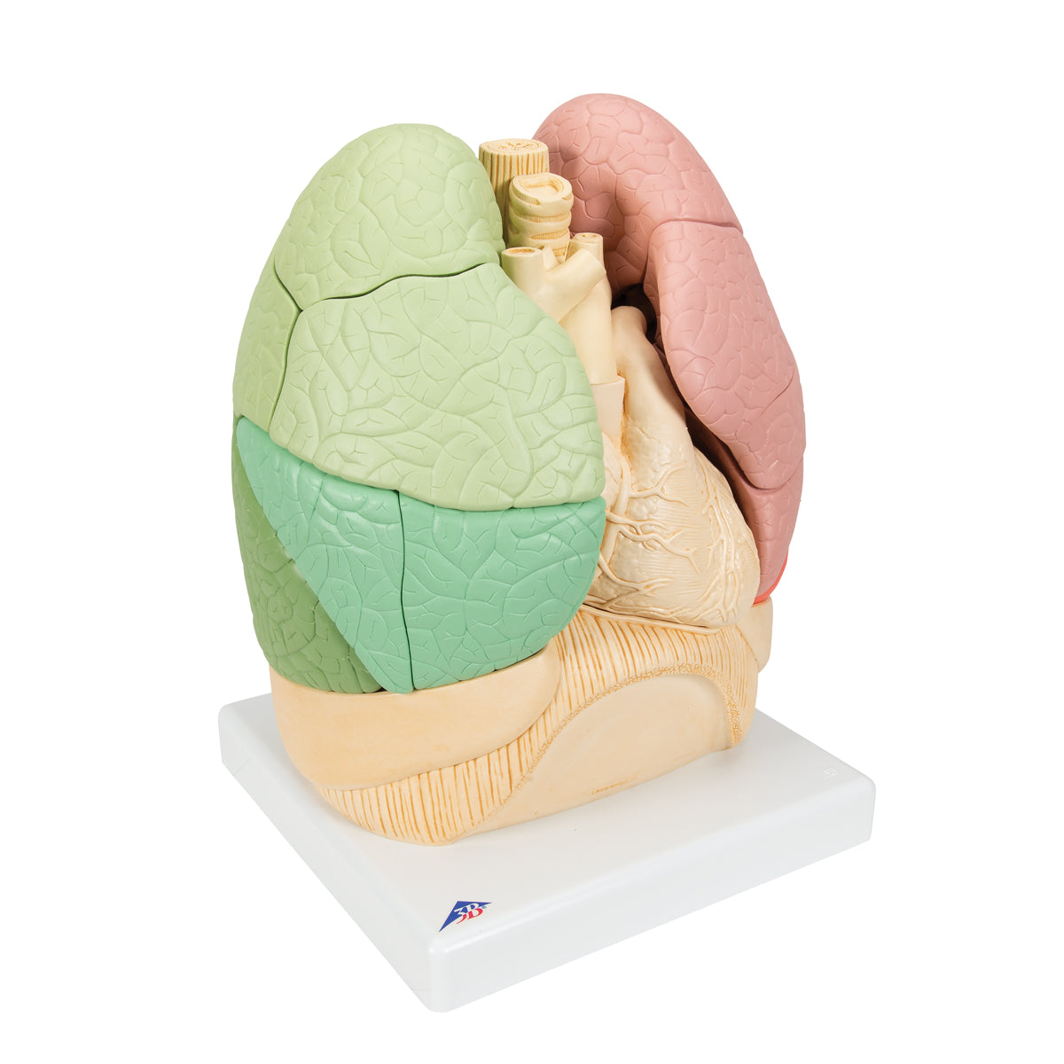 Lungemodel med hjerte og bronkier, opdelt i segmenter