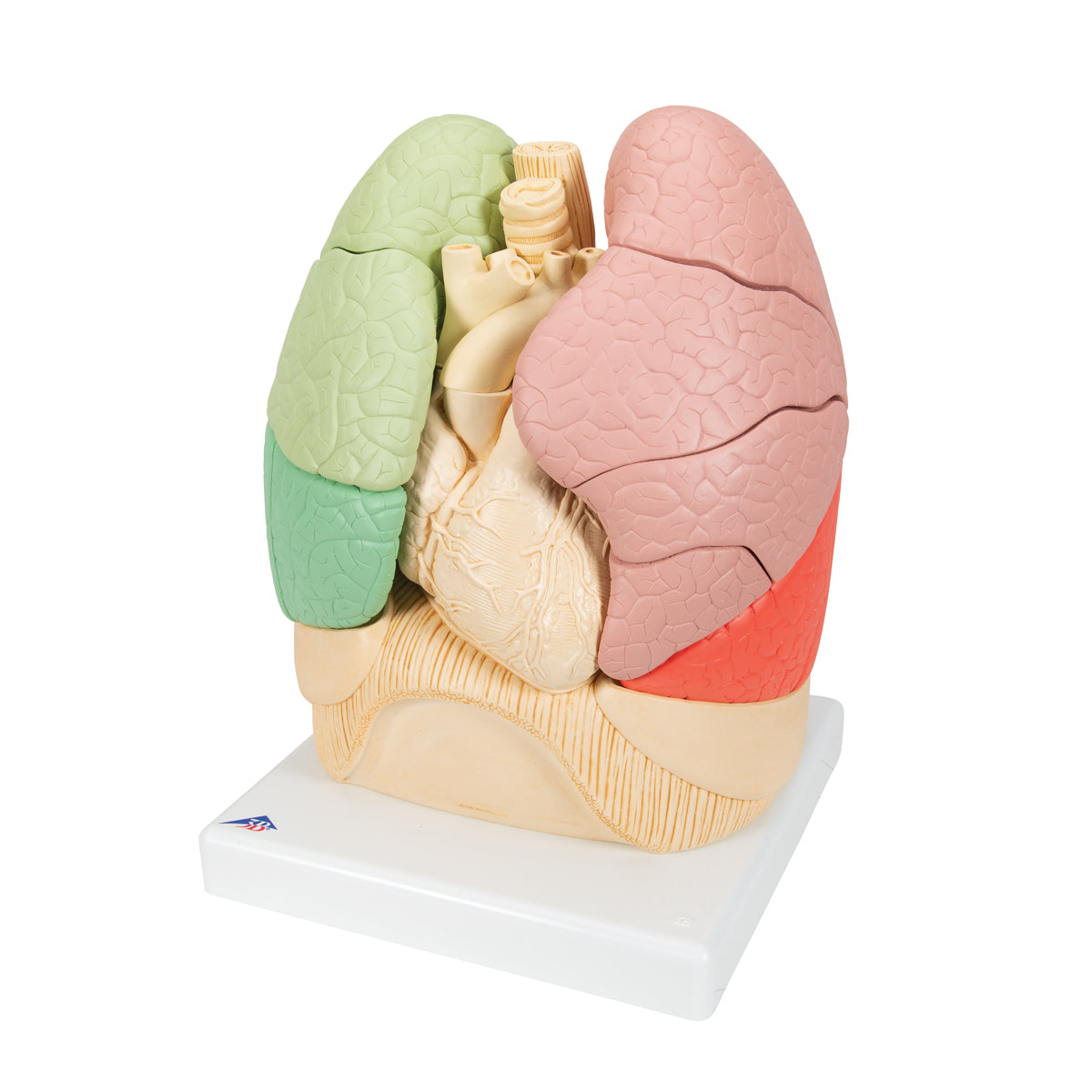 Lung model with heart and bronchi, divided into segments