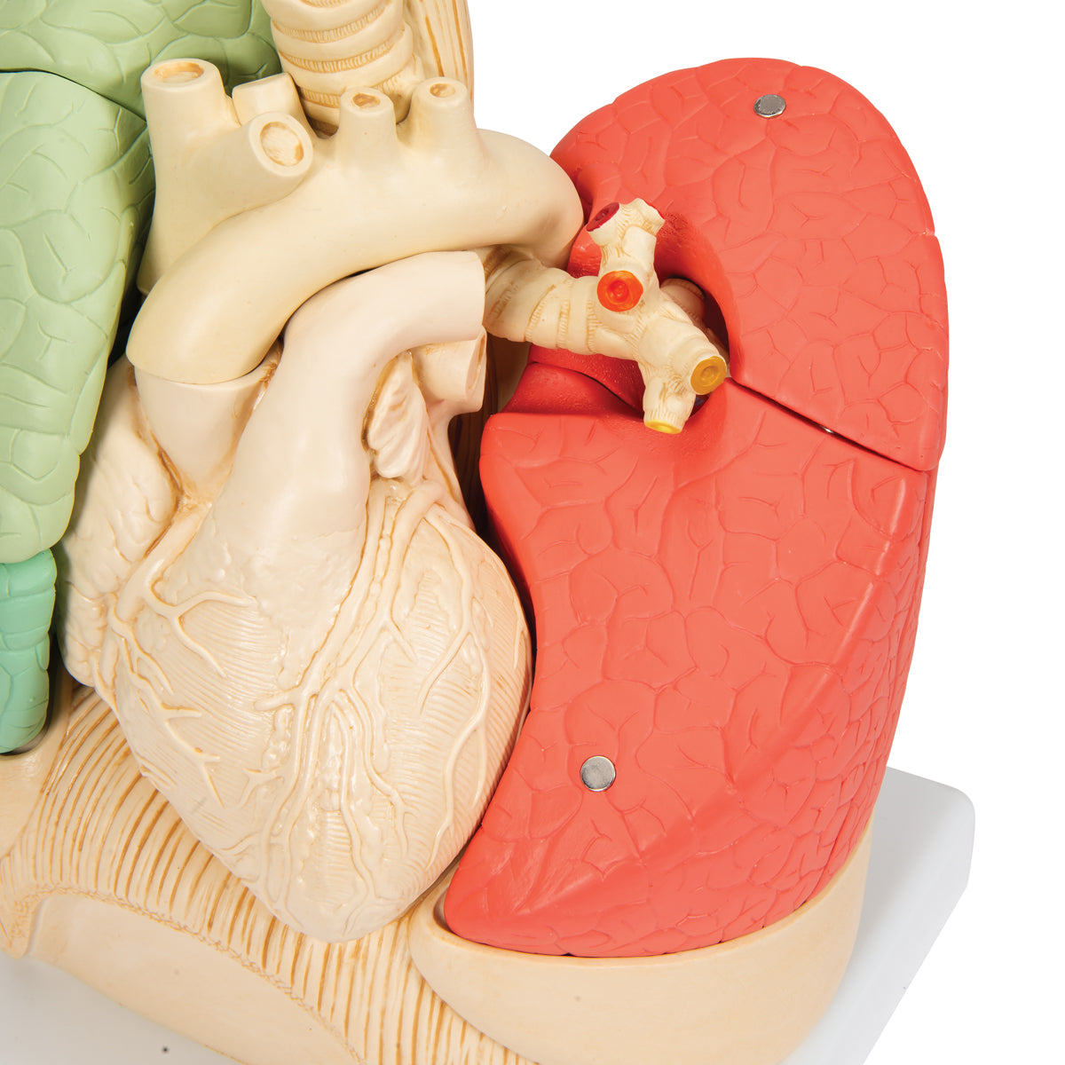 Lungemodel med hjerte og bronkier, opdelt i segmenter