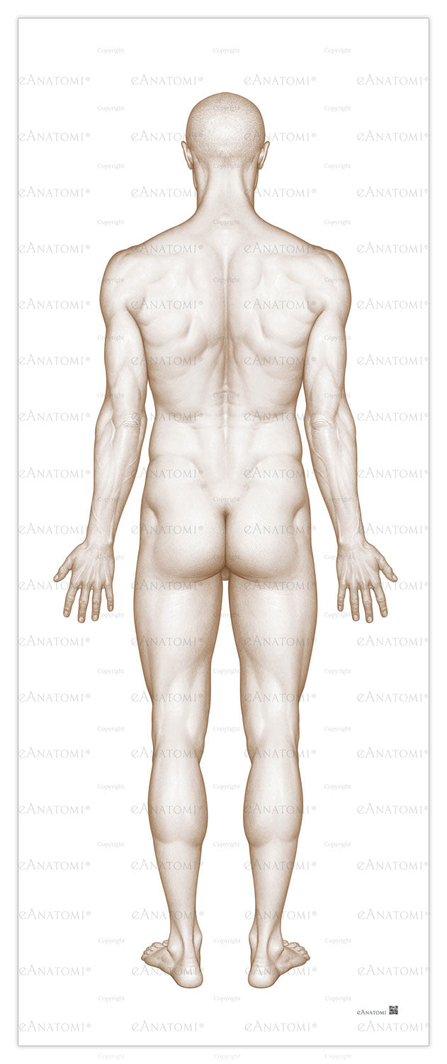 The man's body seen from behind in large format