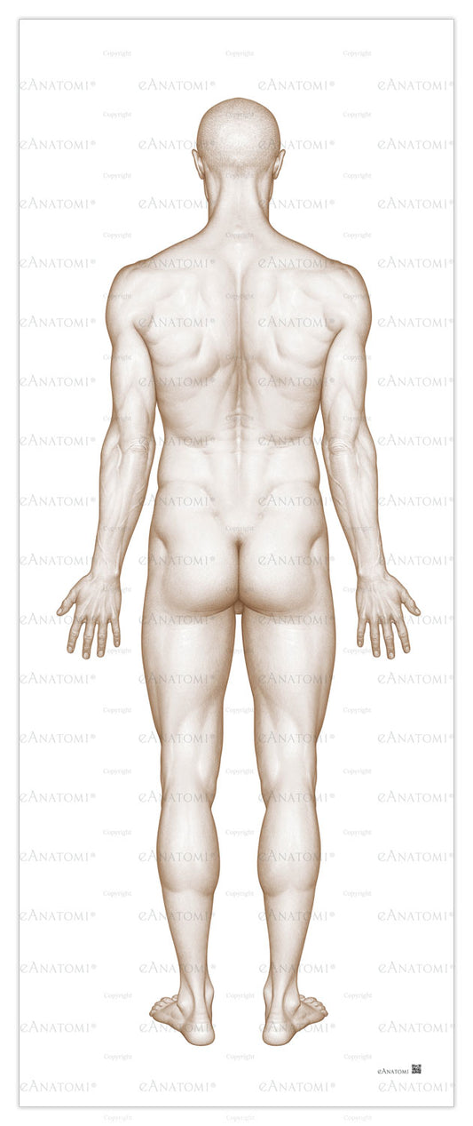 Affisch av mannens kropp sedd bakifrån i stort format