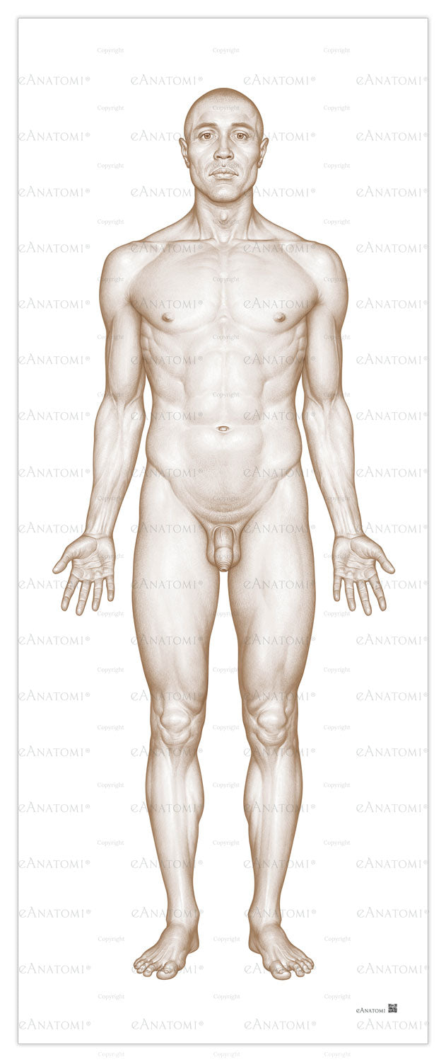 Mannens kropp sedd framifrån i stort format