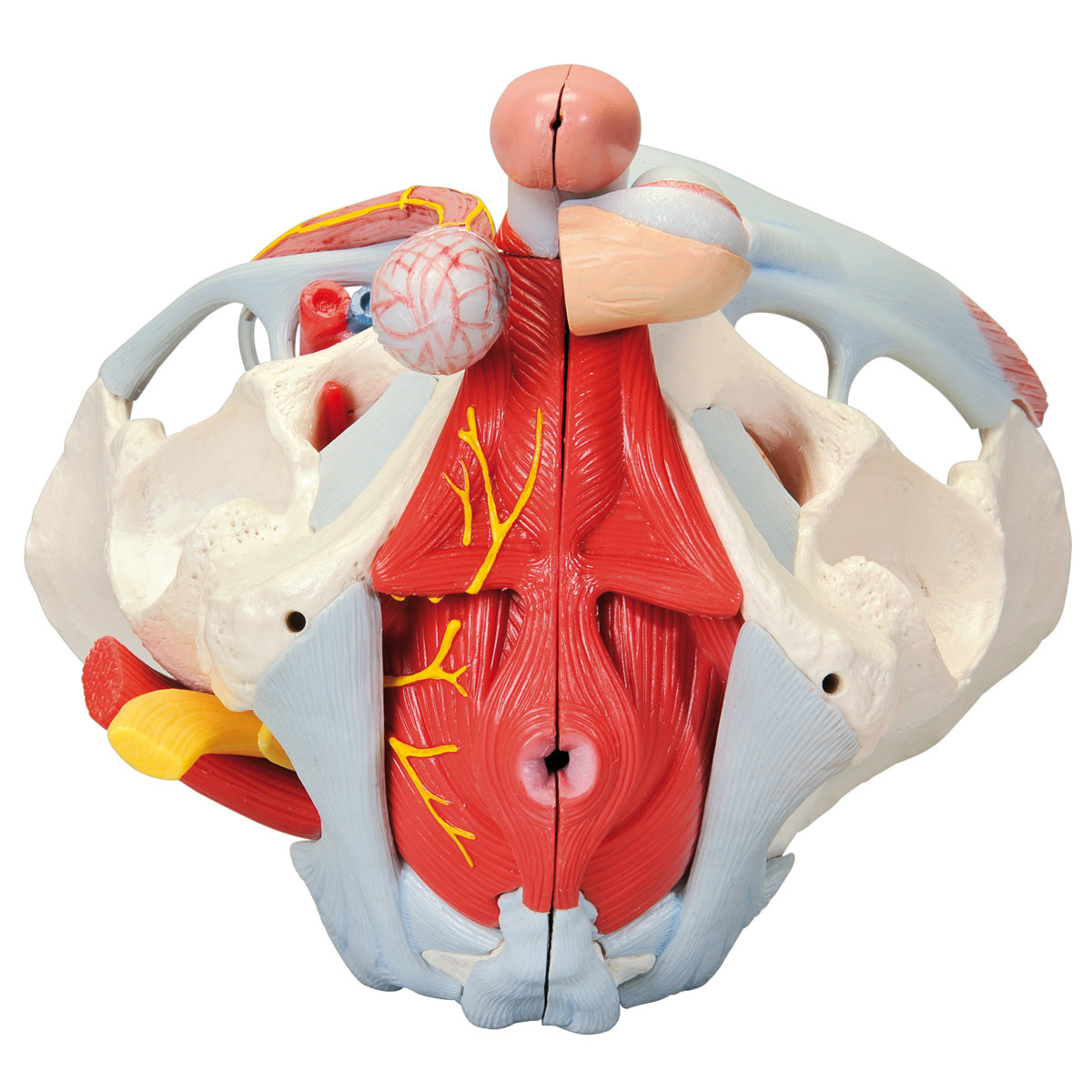 Bækkenmodel der viser bækken-bunden, kønsorganer, ledbånd, nerver og blodkar hos manden