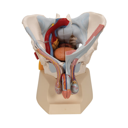 Pelvic model showing the pelvic floor, genitals, ligaments, nerves and blood vessels in the man