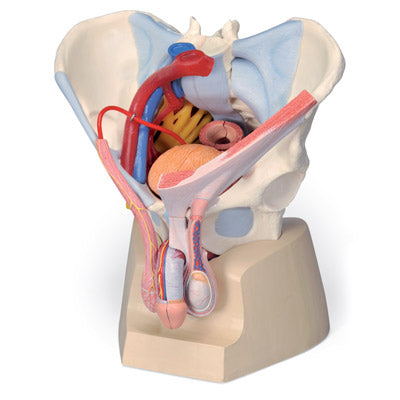 Pelvic model showing the pelvic floor, genitals, ligaments, nerves and blood vessels in the man
