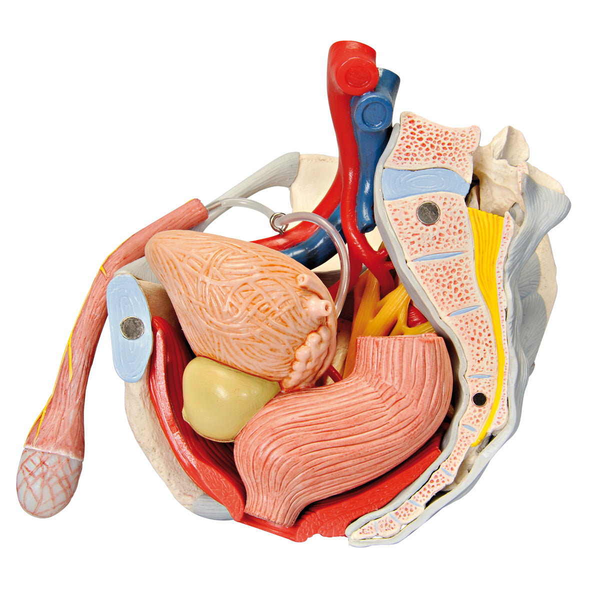 Bäckenmodell som visar bäckenbotten, könsorgan, ligament, nerver och blodkärl hos mannen
