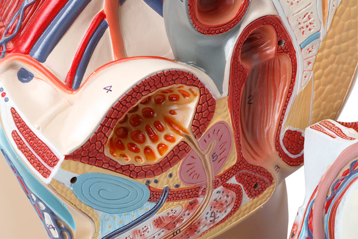 Modell av inre och yttre könsorgan och relationer till andra organ/vävnader hos mannen