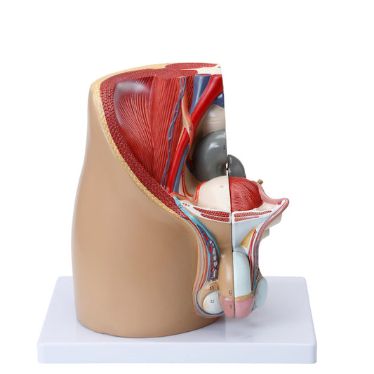 Modell av inre och yttre könsorgan och relationer till andra organ/vävnader hos mannen
