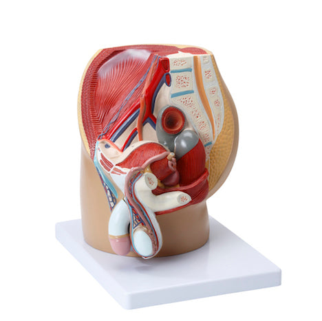 Model of the internal and external genitalia and relationships to other organs/tissues in the man